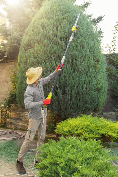 Best Emergency Tree Removal Services  in USA